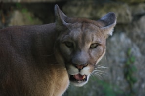 Close-up of a wild animal in its natural habitat at golden hour.