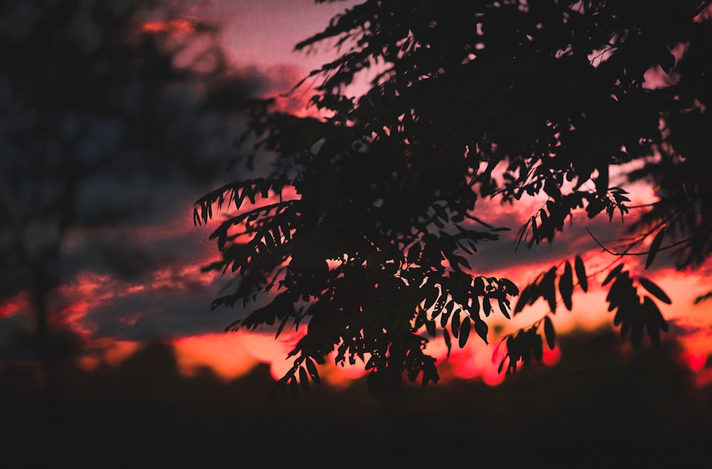 silhouette of tree during sunset