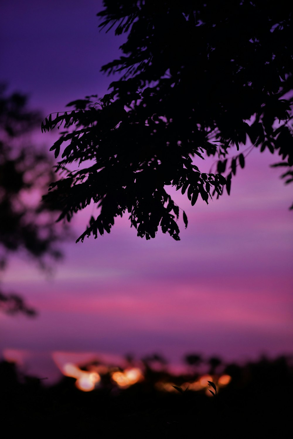 silhouette of trees during golden hor