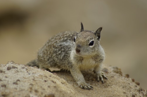 A small ground squirrel with gray and white fur sits on a sandy surface. Its ears are perked, and its dark eyes are alert, giving a curious look as it faces slightly to the right.