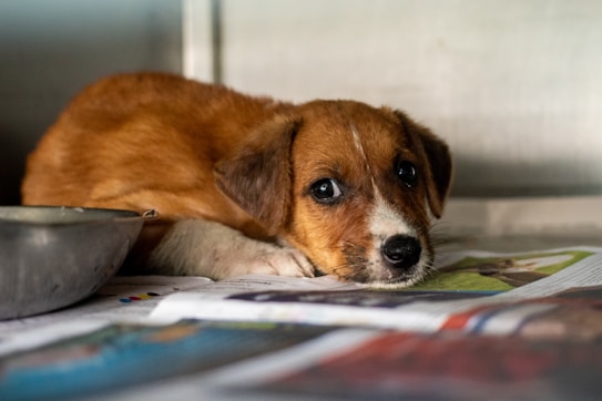 A small brown and white puppy with big, soulful eyes lies on some newspapers next to a metal bowl. The puppy's expression conveys a sense of vulnerability and innocence, as it looks directly at the viewer. The environment appears to be indoors, possibly a shelter or kennel, suggested by the plain, metallic backdrop.