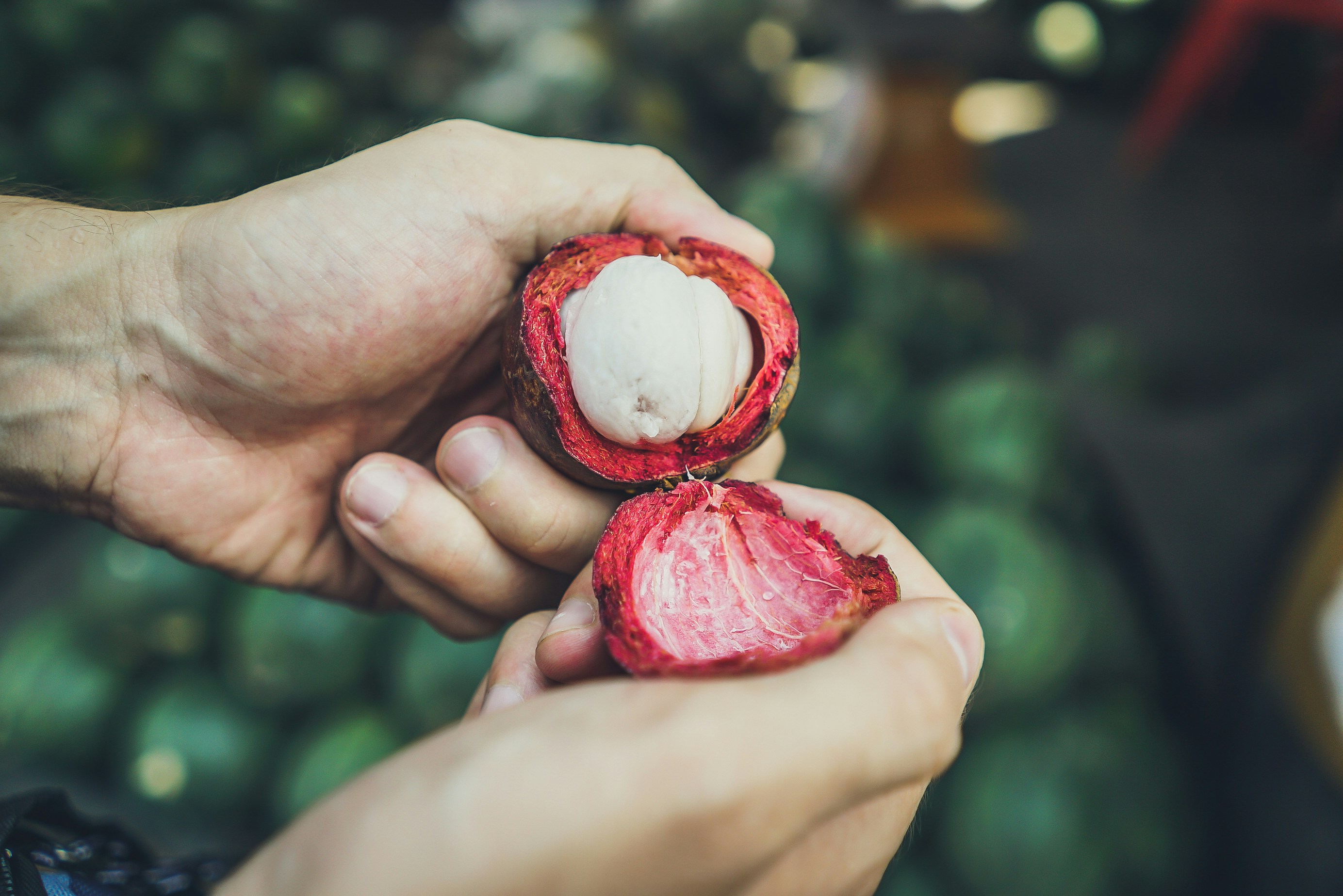 person opening mangosteen