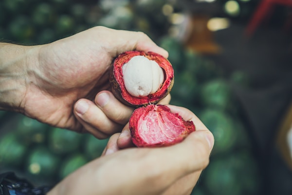 person opening mangosteen