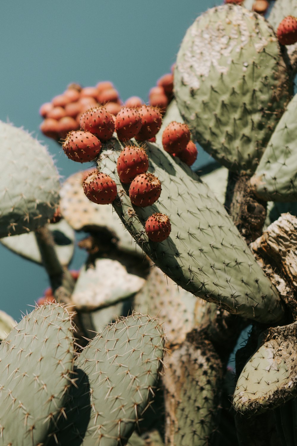 green cactus plant