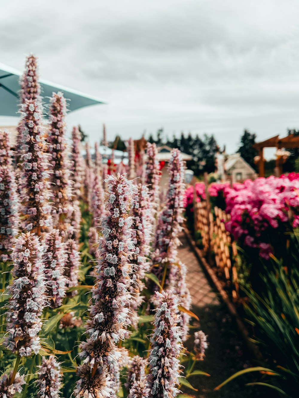 pink and beige petaled flowers