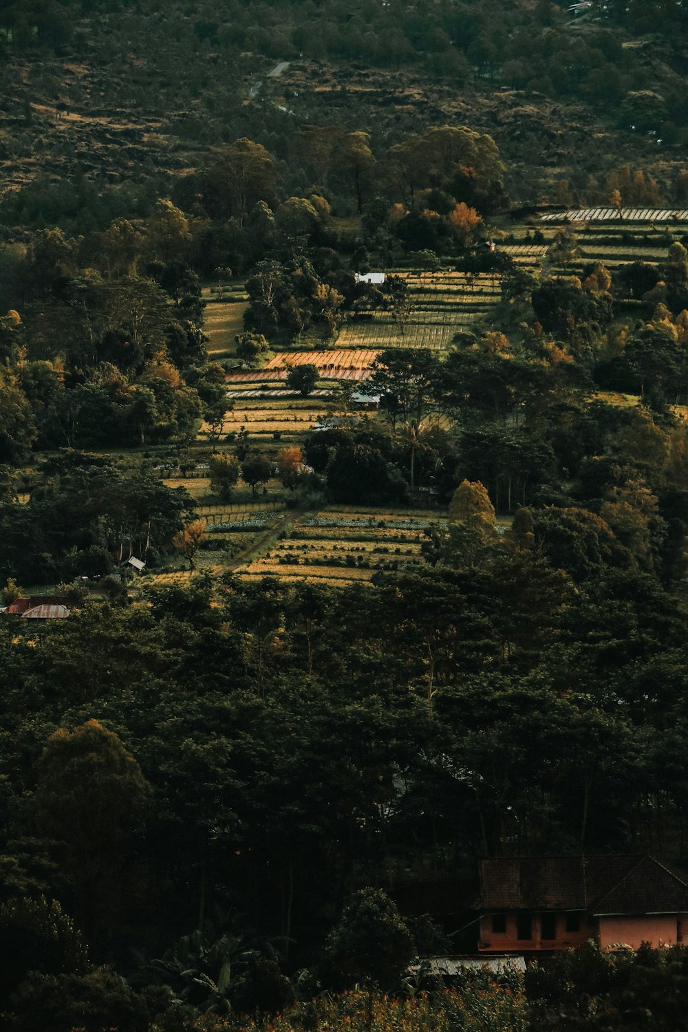 green-leafed trees