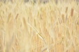A field of golden wheat swaying in the breeze.
