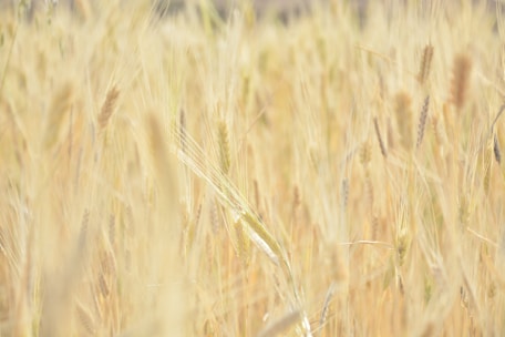 Rows of golden wheat swaying gently in the breeze on a sunny day at a natural farm