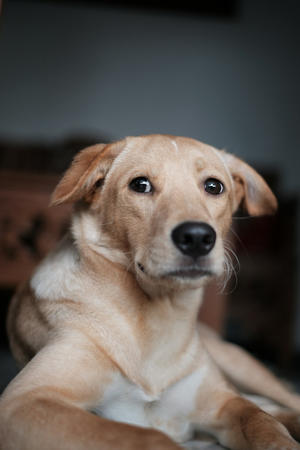 short-coated brown dog