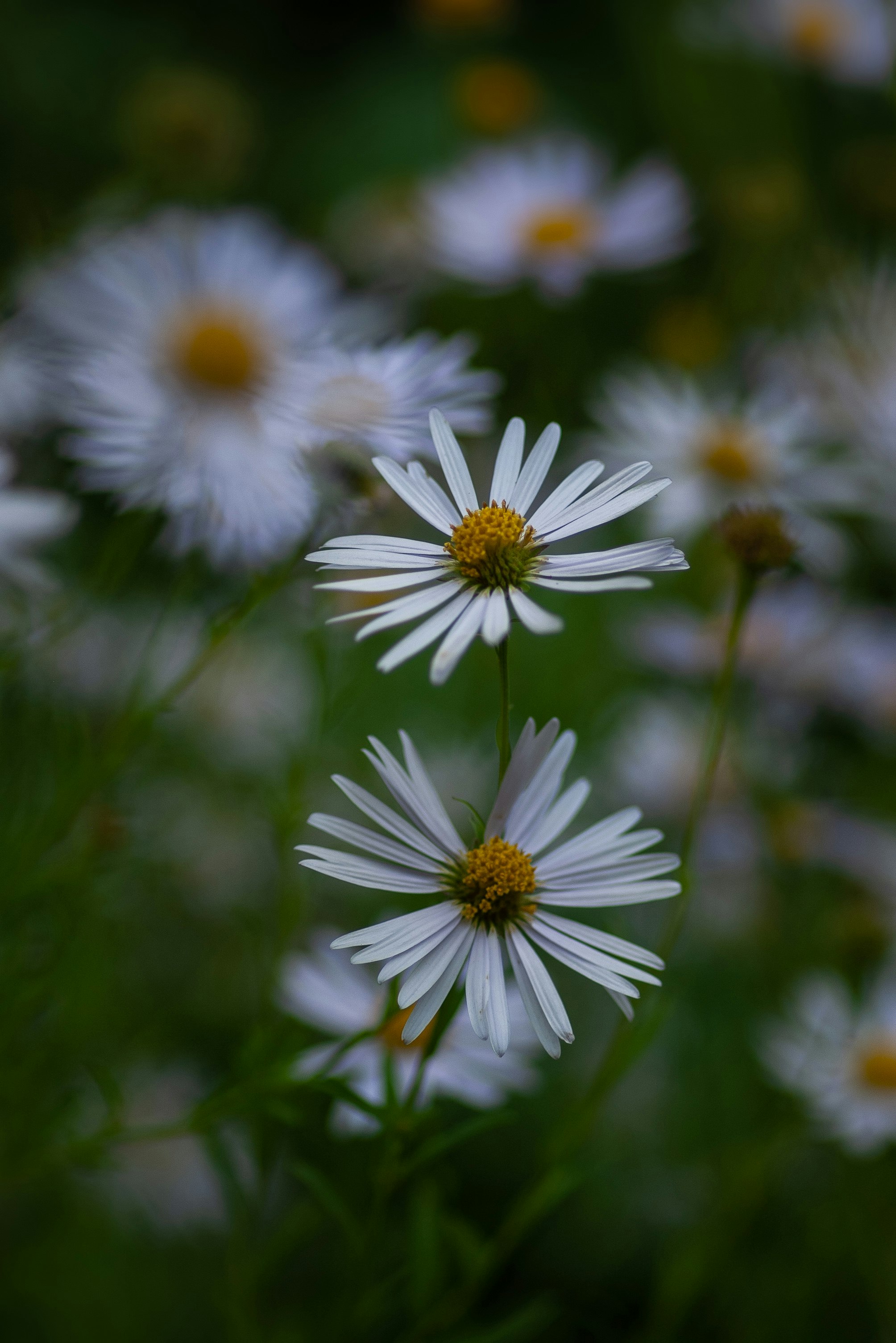 selective focus photo of white-petaled flowers