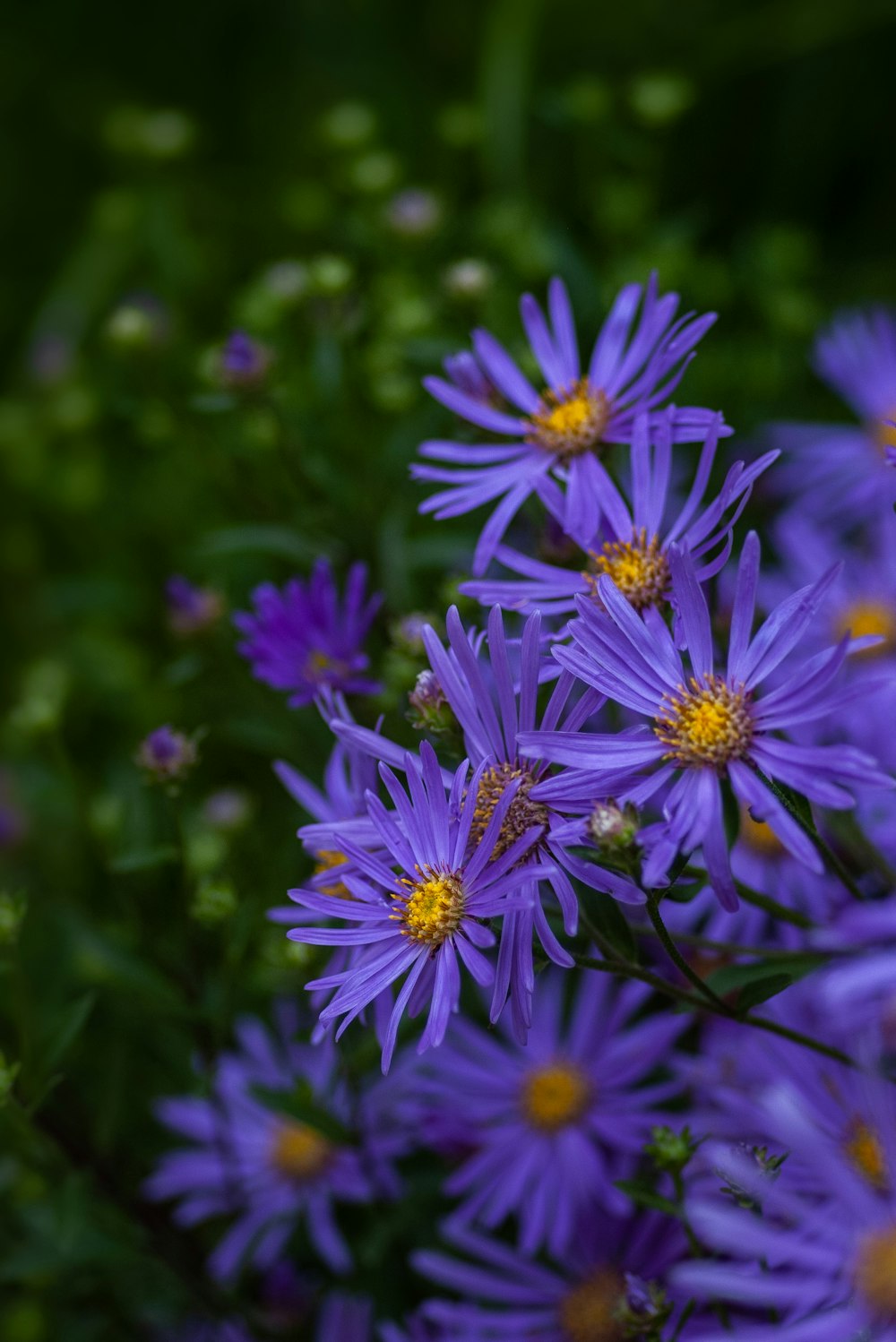 a bunch of purple flowers with yellow centers