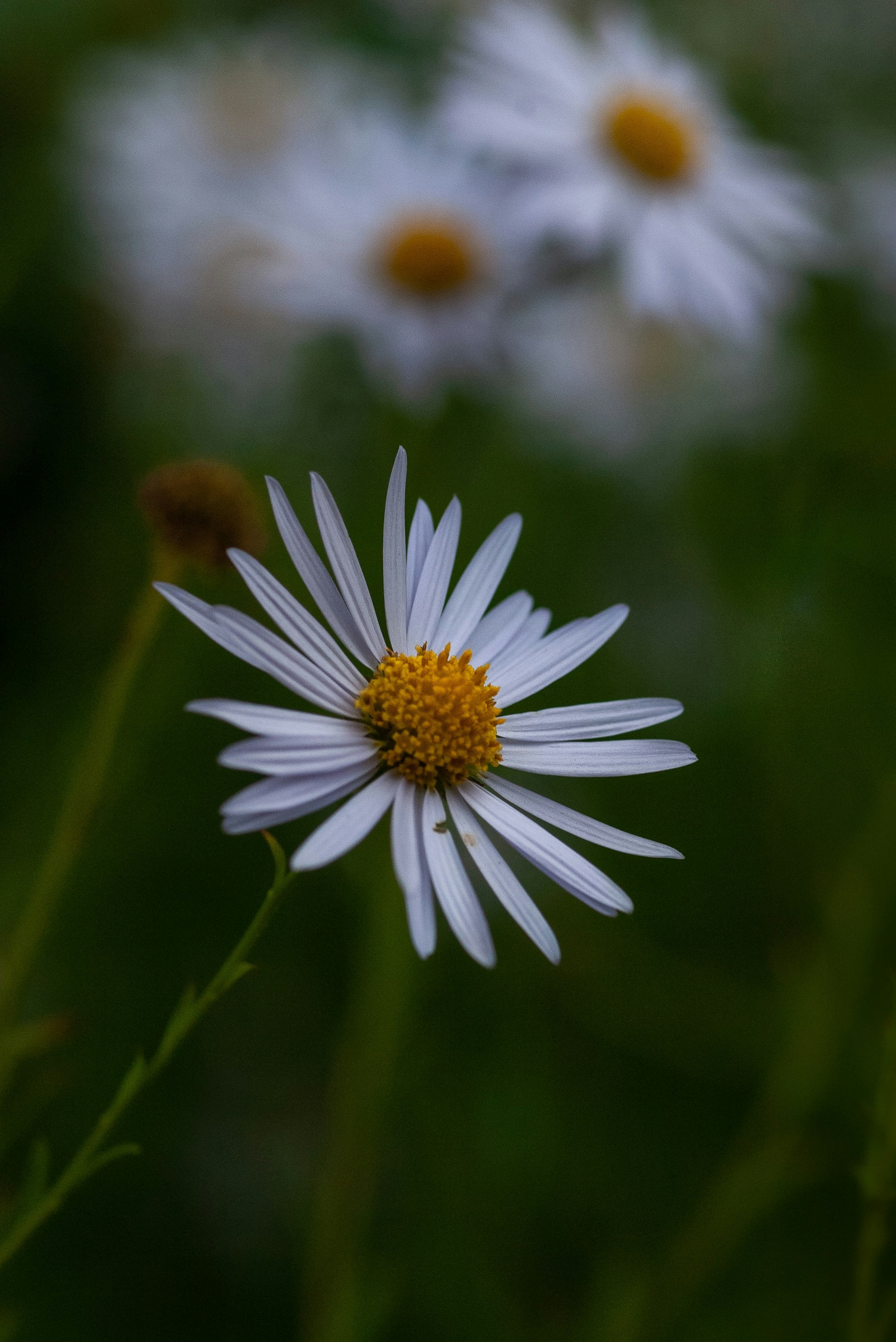 white and yellow daisy flower