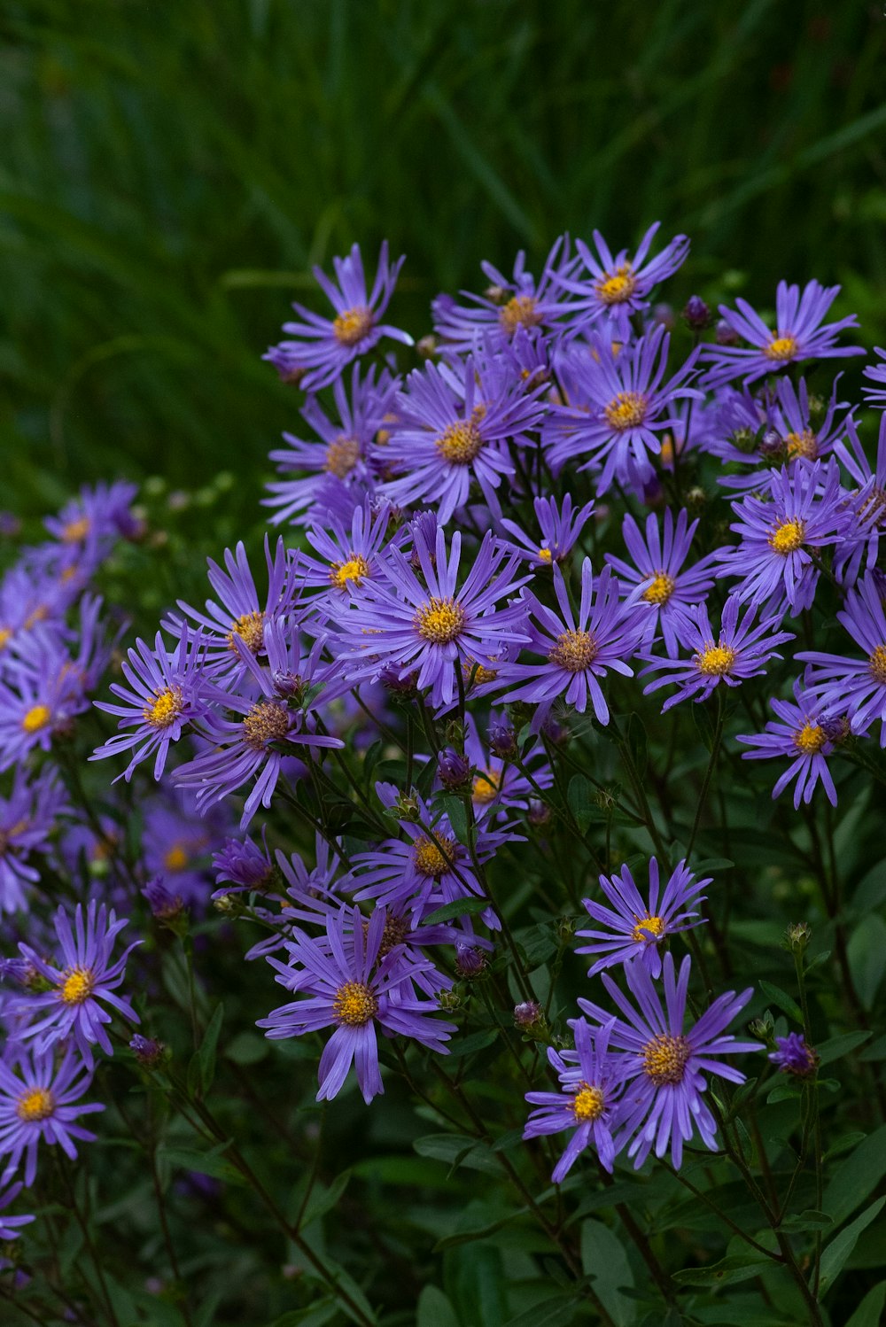 purple petale dflowers