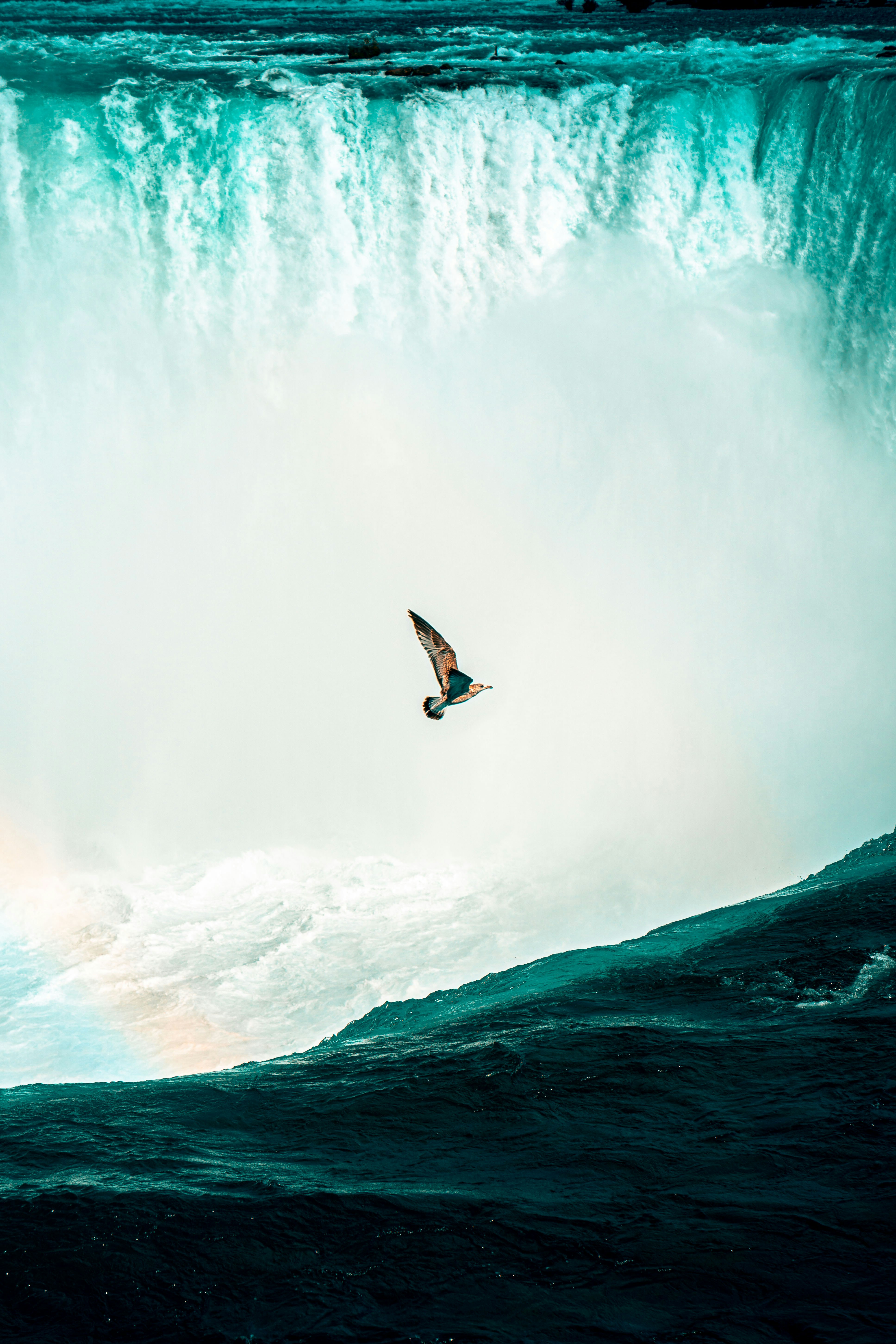bird flying near Niagara Falls