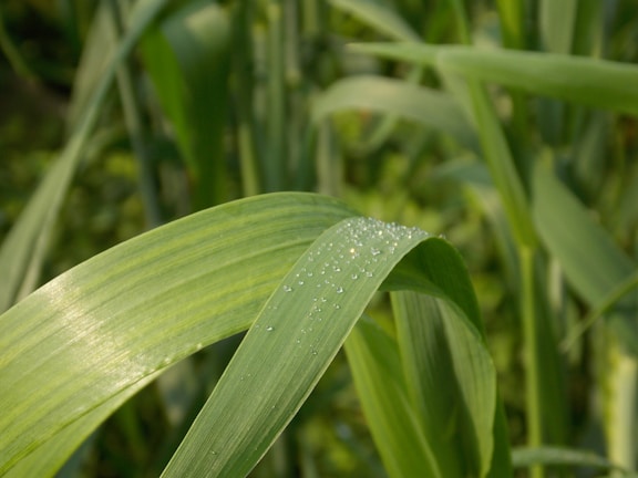 A close-up of vibrant green leaves glistening with morning dew on a natural farm
