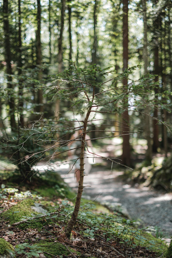 Tree plants