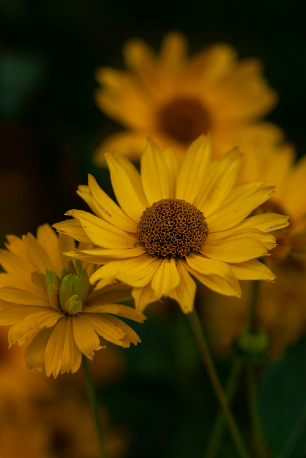 yellow sunflowers