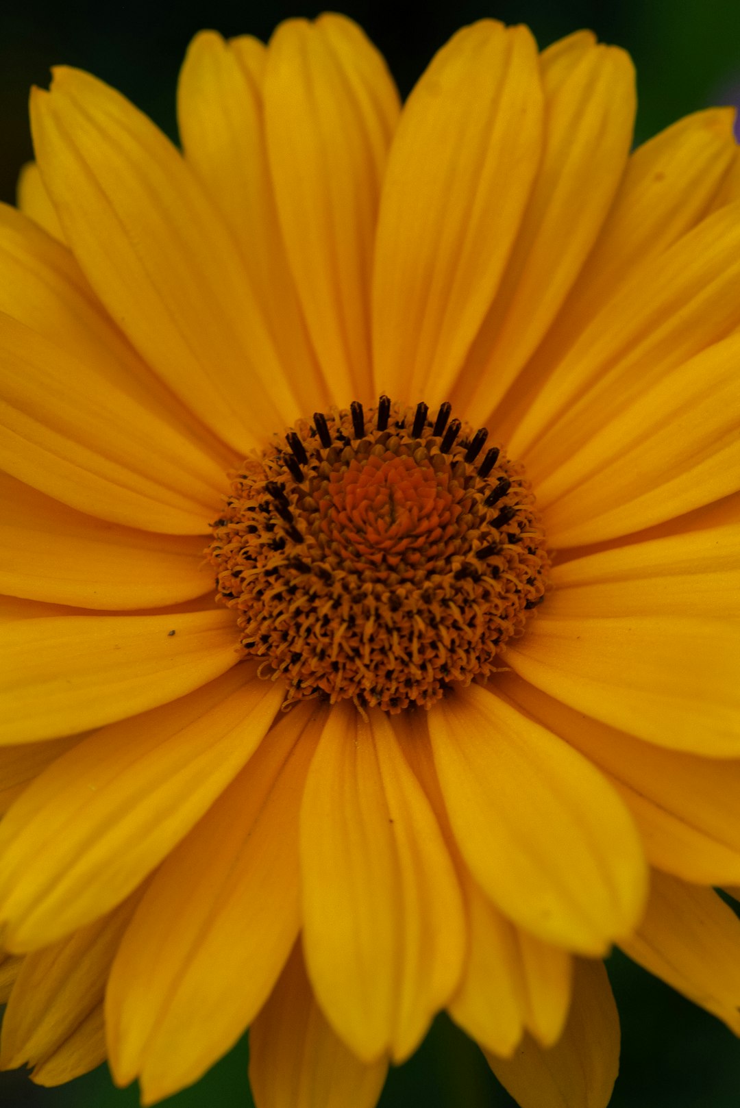 yellow daisy flower