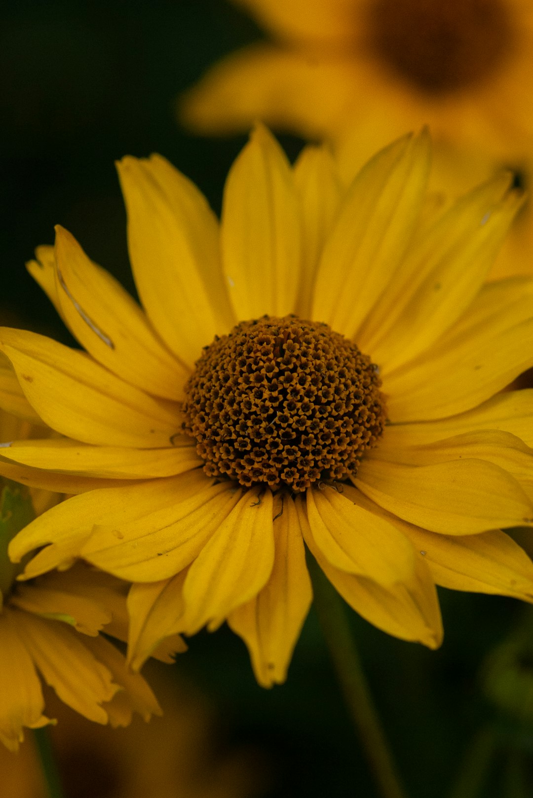 close-up photography of yellow petaled flower