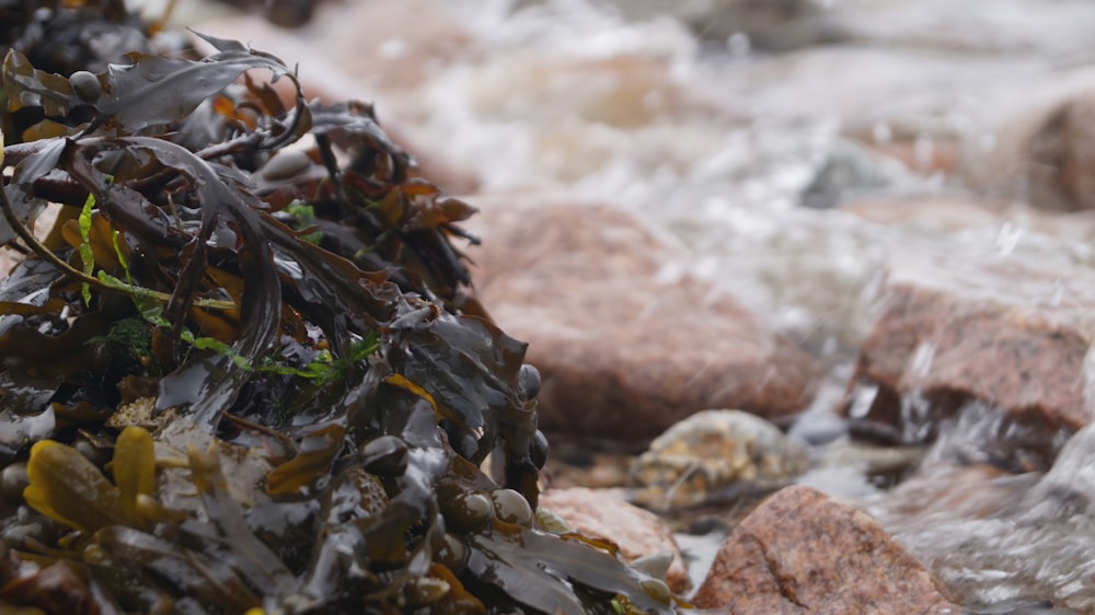 a close up of seaweed on rocks in the water