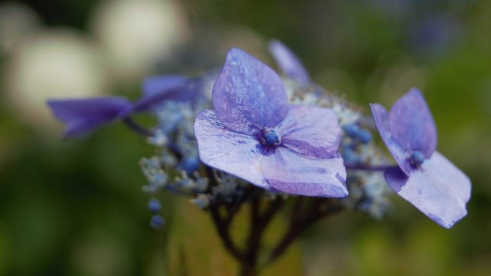 selective focus photography of purple petaled flowers