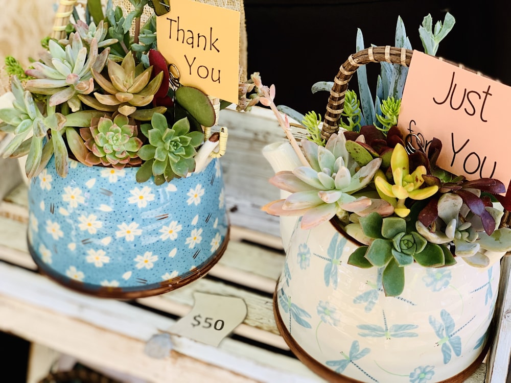 white and blue potted succulent plants
