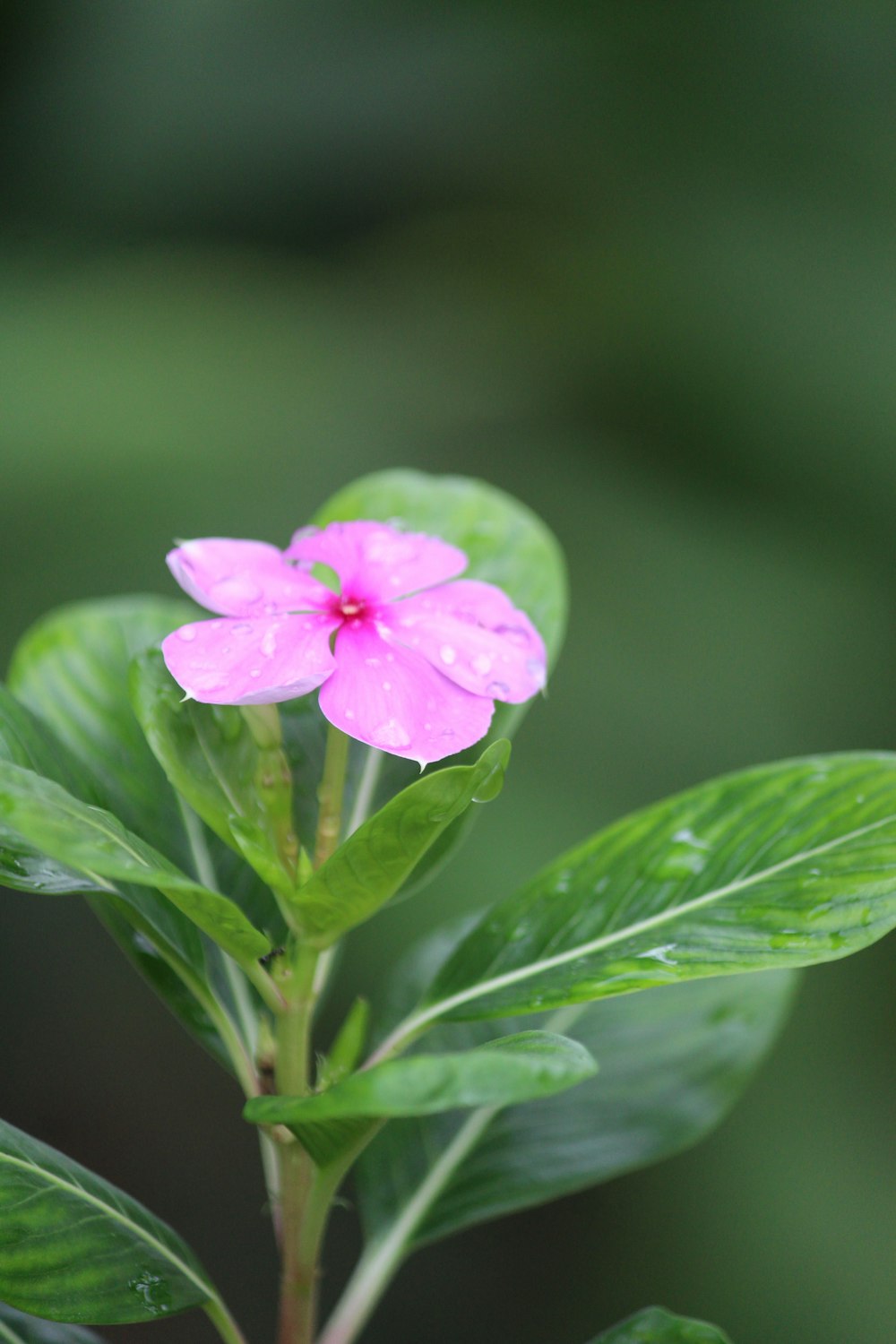 flor de pétalos rosados
