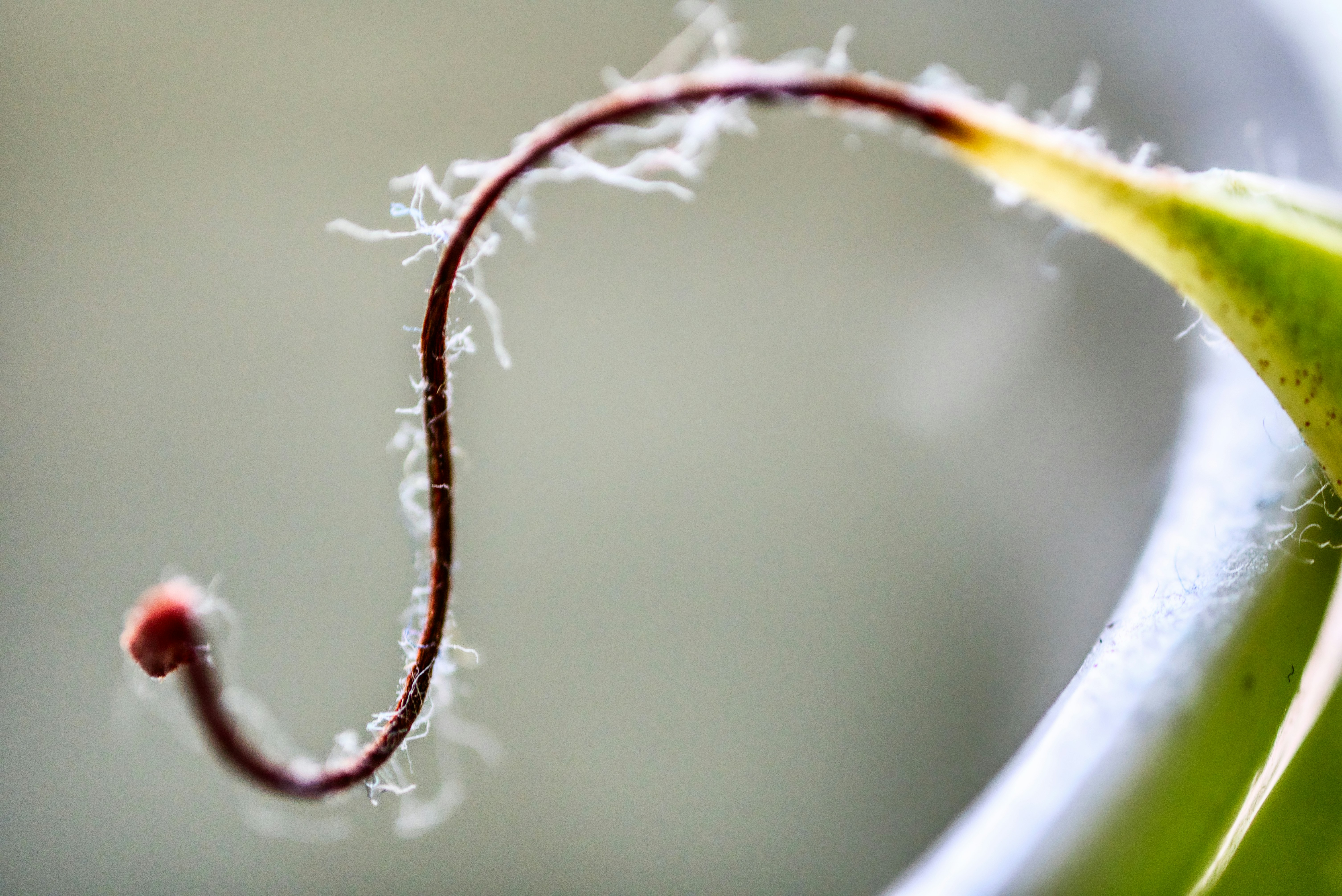 Photo by thomaskinto