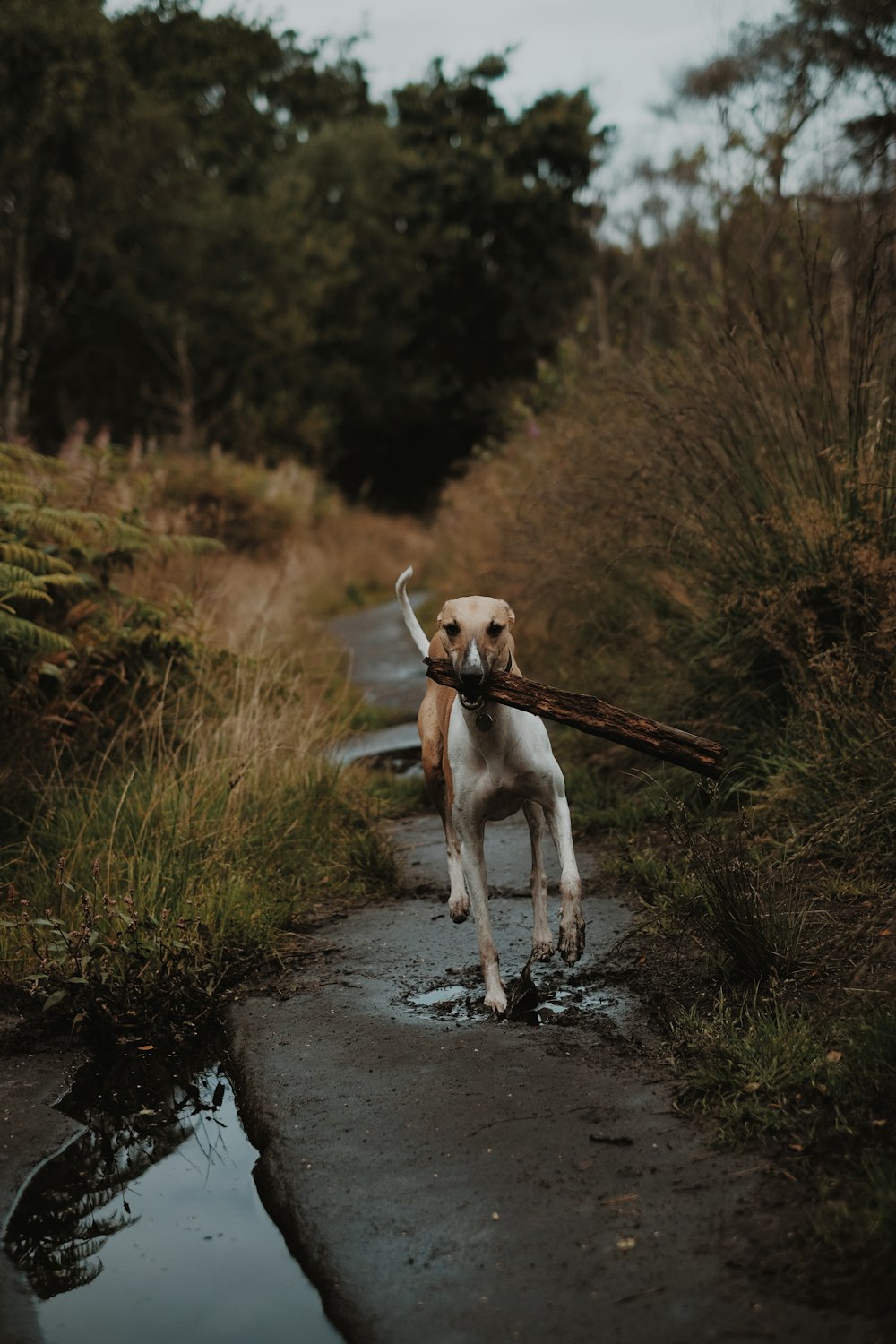 brown dog catching brown stick at daytime