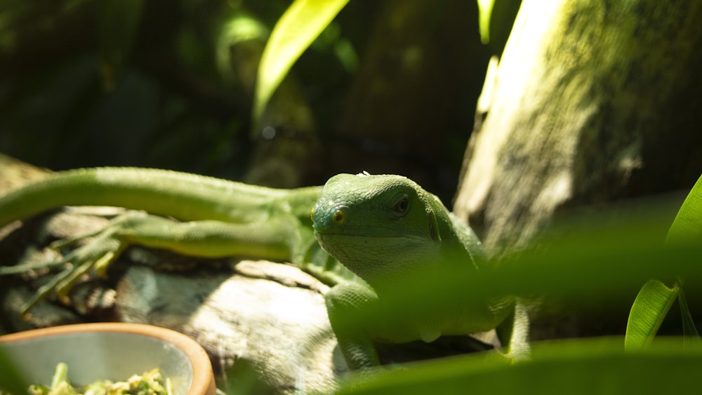 green reptile on focus photography