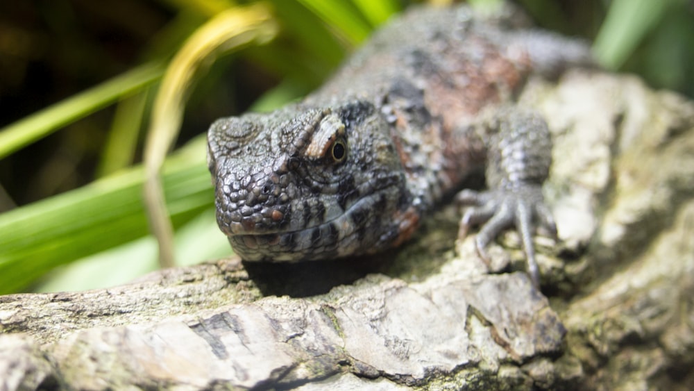 brown and grey lizard