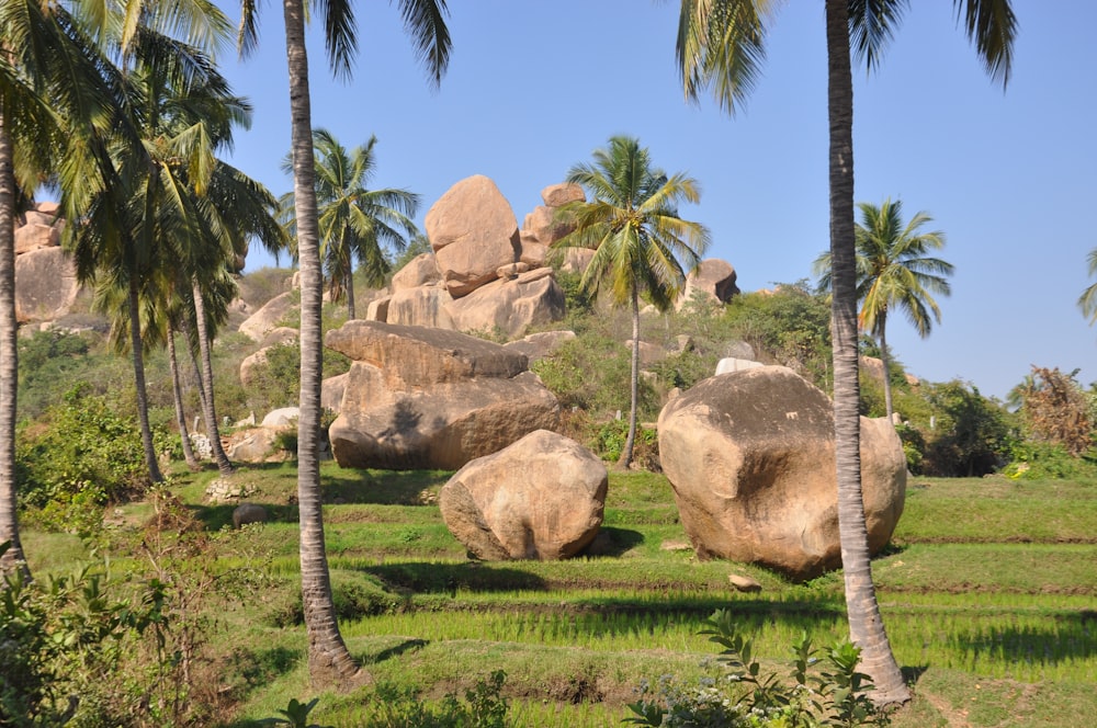 big brown rocks in green field near coconut trees during daytime