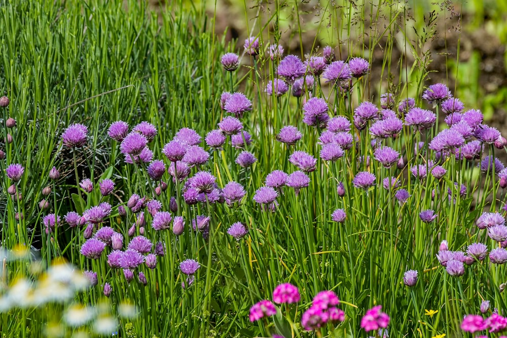 purple petaled flowers at daytime