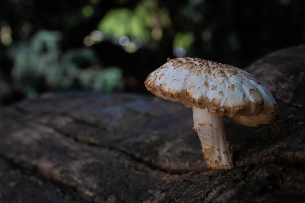 white and brown fungi