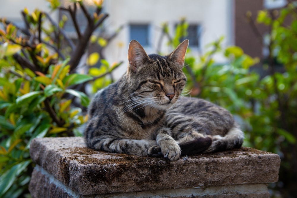 Selektive Fokusfotografie einer sitzenden grau getigerten Katze in der Nähe von Pflanzen