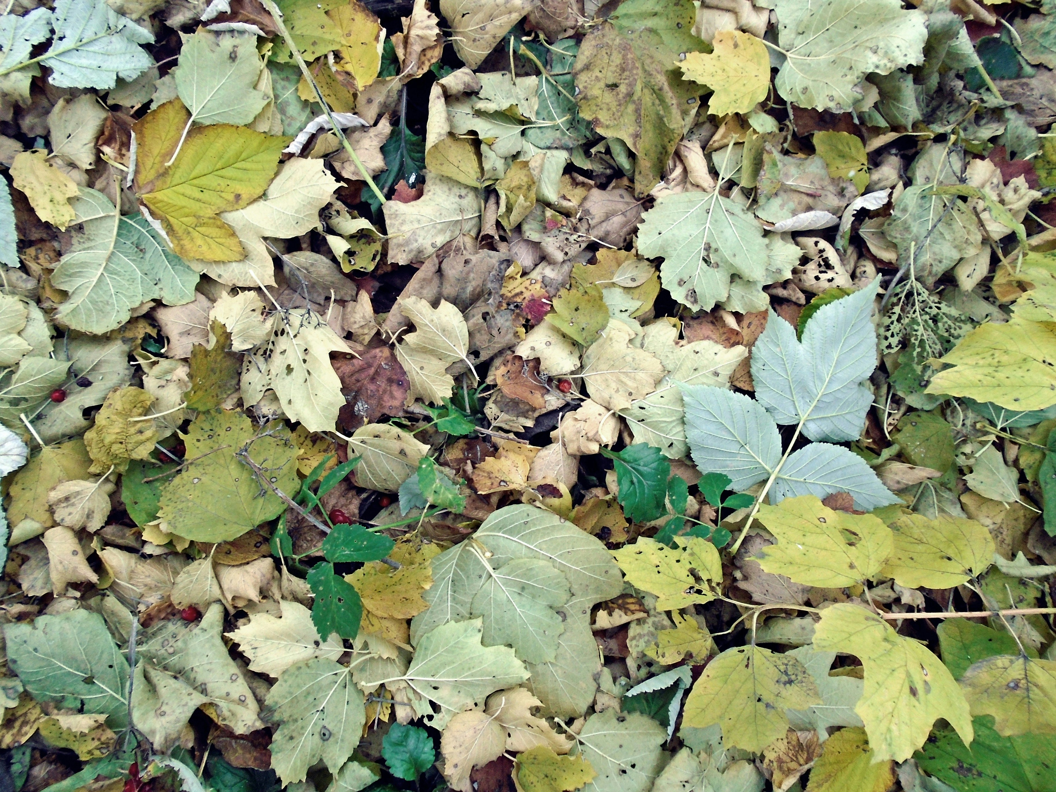Fallen viburnum leaves on ground