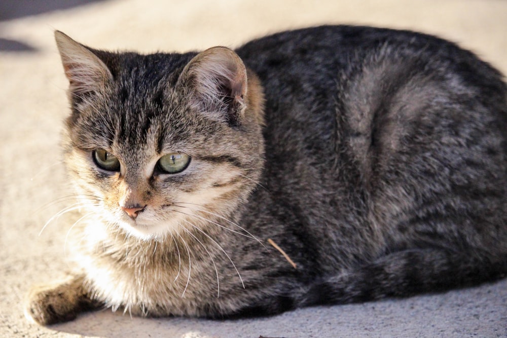 gray tabby cat