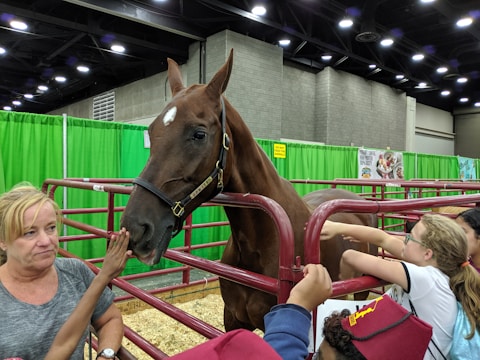A horse is standing inside a red metal enclosure with green curtains in the background. Several people, including children and an adult, are reaching out to touch the horse. The surroundings suggest an indoor event or exhibition space.