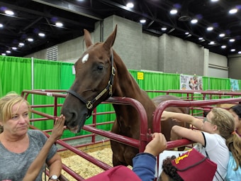 A horse is standing inside a red metal enclosure with green curtains in the background. Several people, including children and an adult, are reaching out to touch the horse. The surroundings suggest an indoor event or exhibition space.