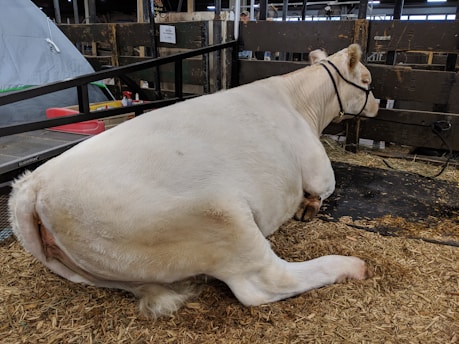 A white cow is resting on a bed of straw within a pen. The cow is lying down with its body facing left, and it is wearing a halter. The background includes some wooden fencing and equipment, suggesting an indoor agricultural setting.