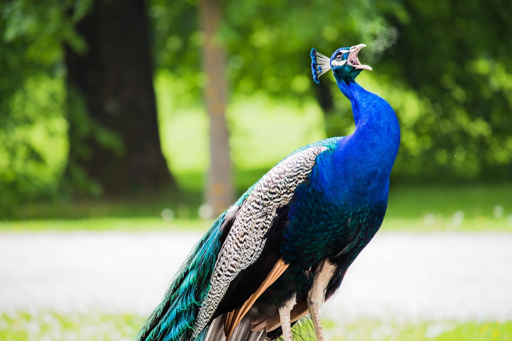 Makrofotografie von blauem und grünem Pfau