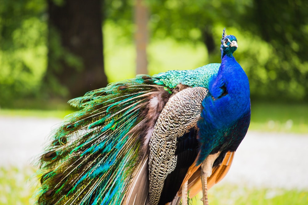 selective focus photography of peacock