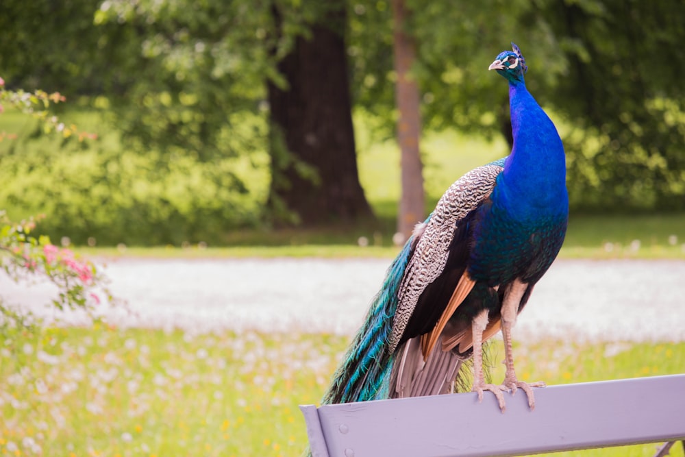 selective focus photography of blue peacock