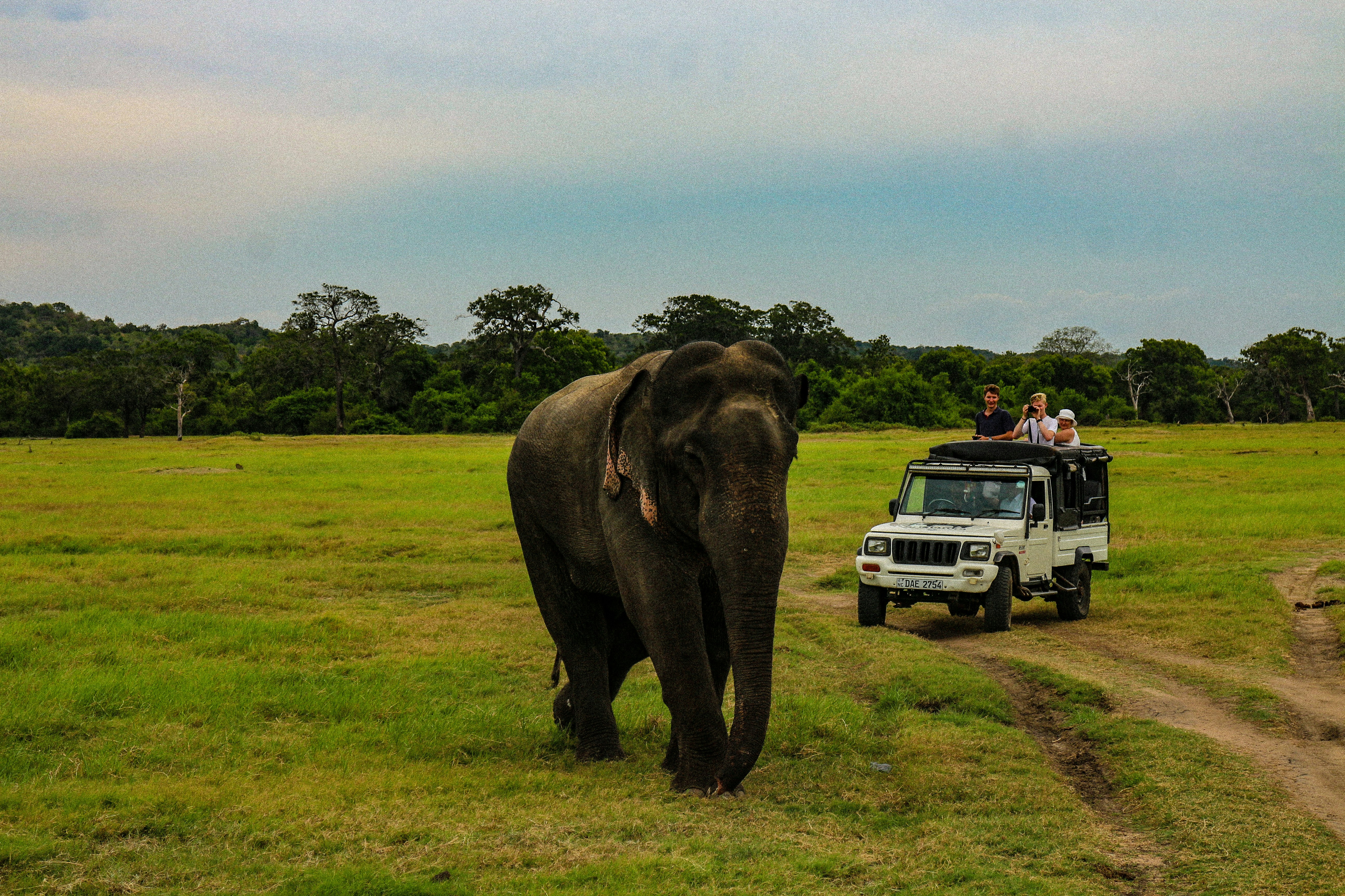 Safari Tour