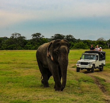 safari in Minneriya national park