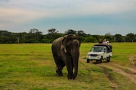 people in white SUV near gray elephant in green field under white and blue skies during daytime