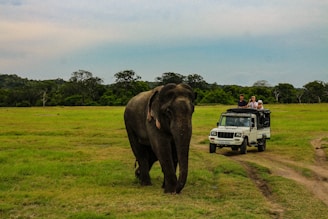 people in white SUV near gray elephant in green field under white and blue skies during daytime