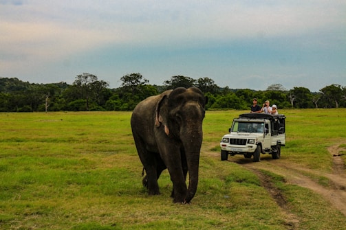 people in white SUV near gray elephant in green field under white and blue skies during daytime