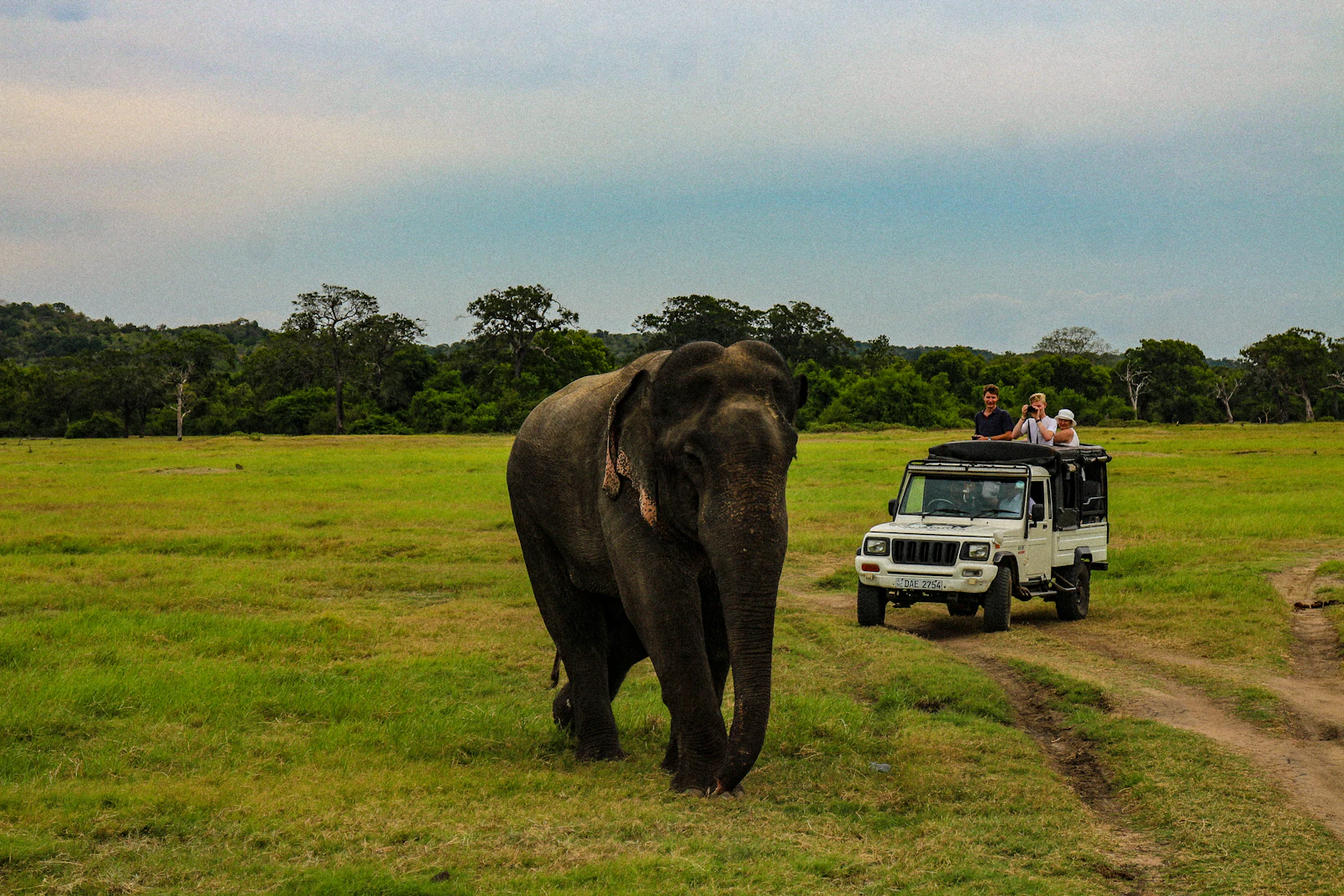 Wilpattu Morning Private Safari