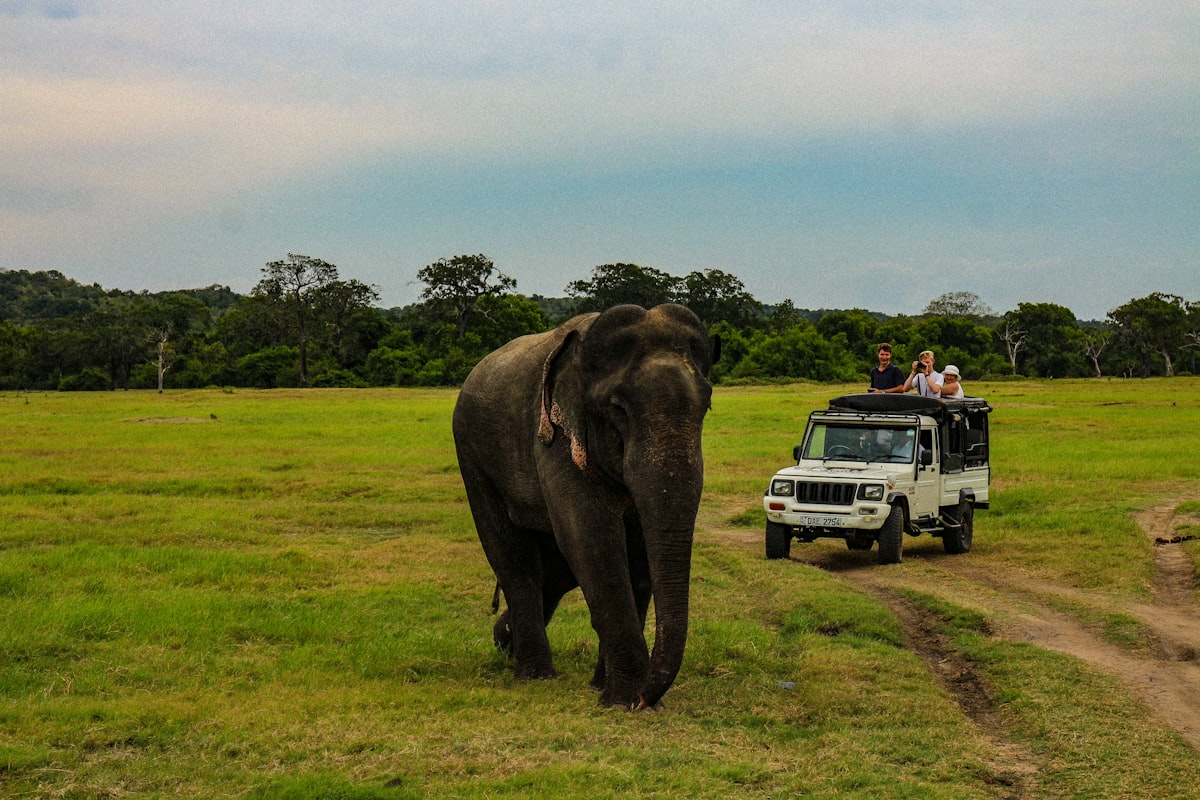 people in white SUV near gray elephant in green field under white and blue skies during daytime